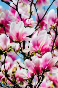 Best Chiropractor Fenton Michigan - The Scenic Route - Dr Erica Peabody